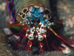 Peacock Mantis Shrimp, Tulamben. by Doug Anderson 